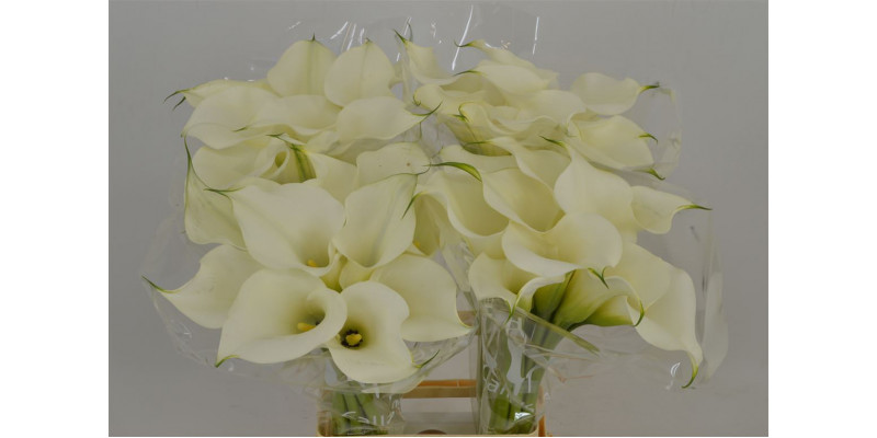 Zanthedeschias (Calla Lilly) Captain Ventura 70cm A1 Col-Cream