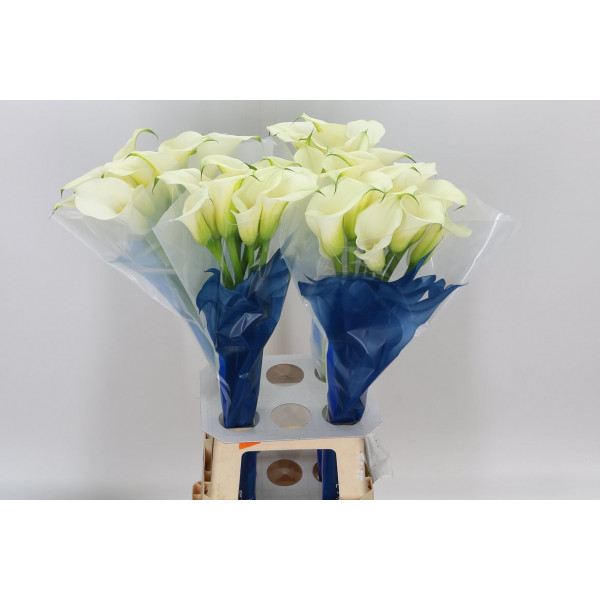 Zanthedeschias (Calla Lilly) Capt Ventura 80cm A1 Col-Cream