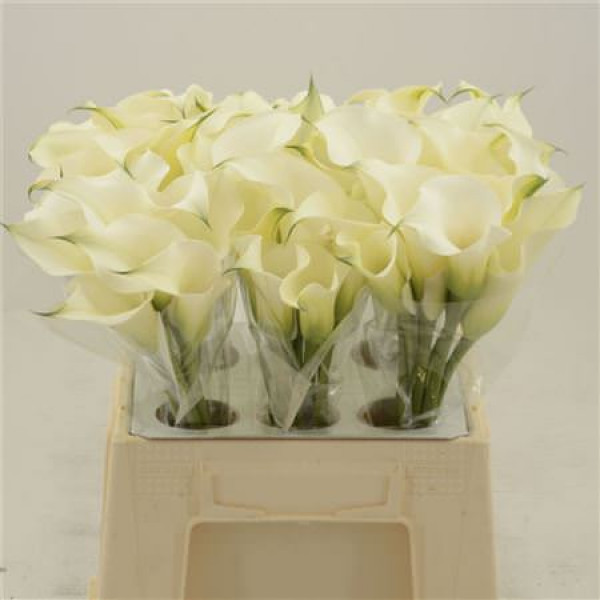 Zanthedeschias (Calla Lilly) Capt Ventura 40cm A1