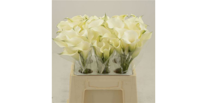 Zanthedeschias (Calla Lilly) Capt Ventura 40cm A1