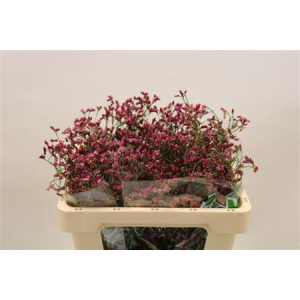 Limonium Sin China Red 70cm A1 Col-Red