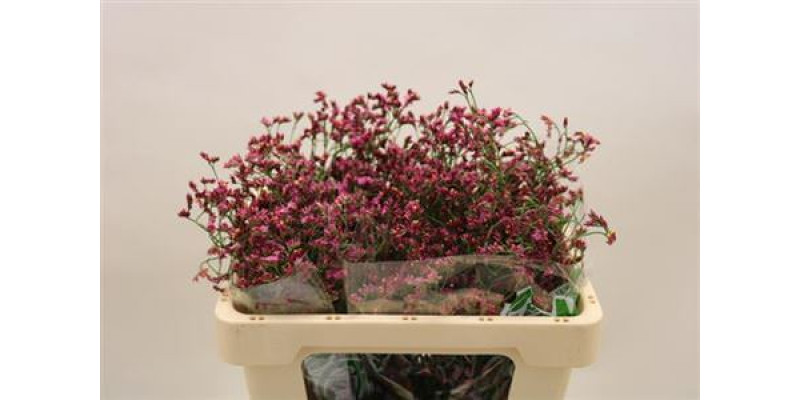 Limonium Sin China Red 70cm A1 Col-Red