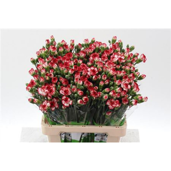 Dianthus Tr Minuetto Select X5 65cm A1 Col-Bicolor