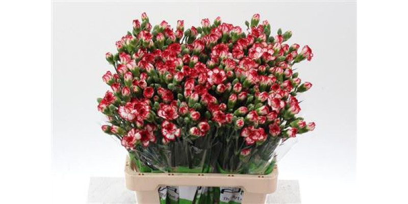 Dianthus Tr Minuetto Select X5 65cm A1 Col-Bicolor