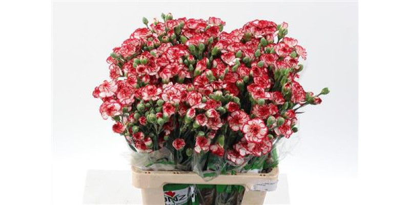 Dianthus Tr Minueto 65cm A1 Col-Bicolor