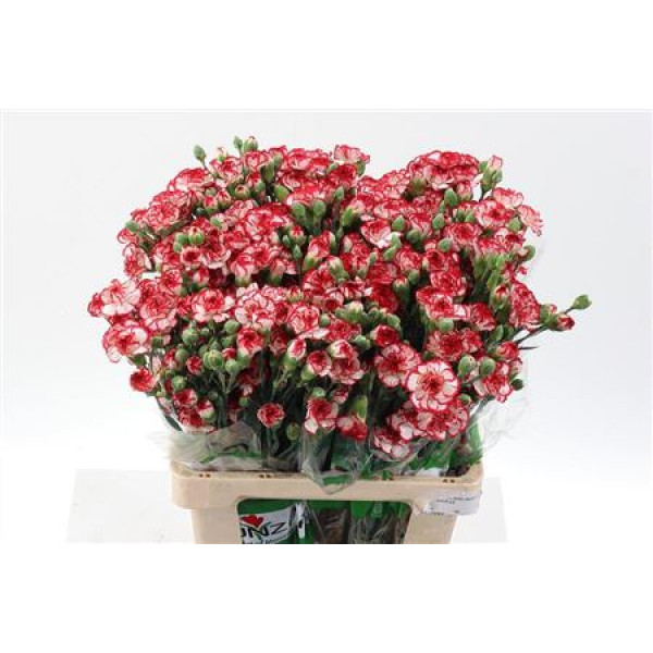 Dianthus Tr Minueto 65cm A1 Col-Bicolor