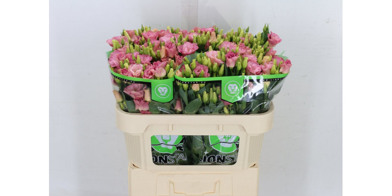 Lisianthus G Arena Champagne 72cm A1 Col-Pink