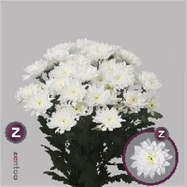 Chrysanthemums T Baltica 70cm A1 Col-White