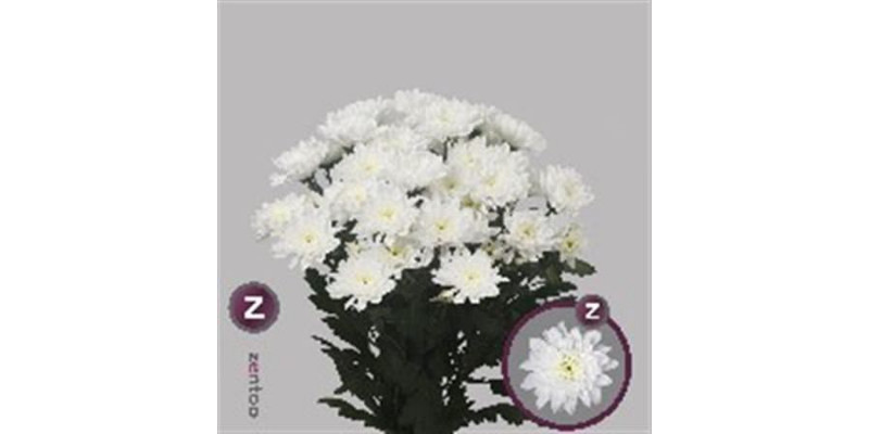 Chrysanthemums T Baltica 70cm A1 Col-White