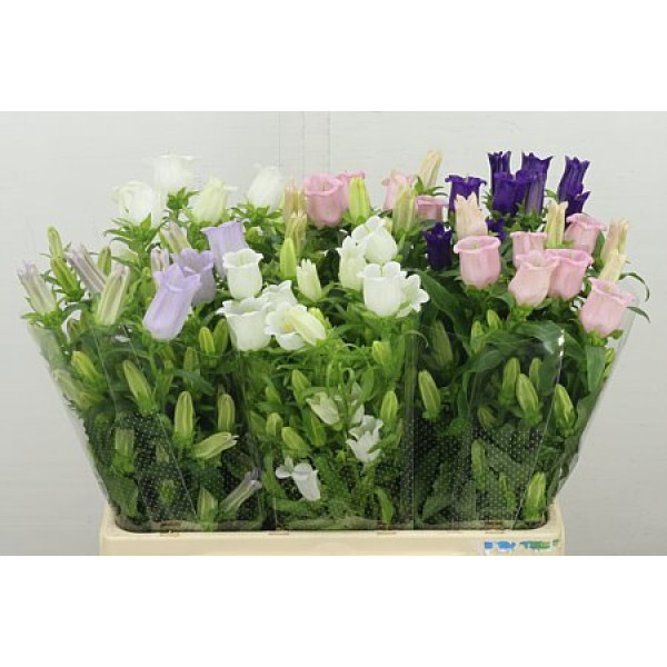 Camp M Gemengd 60 cm A1