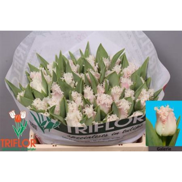 Tulips Freesias Galerie 33cm A1 Col-White