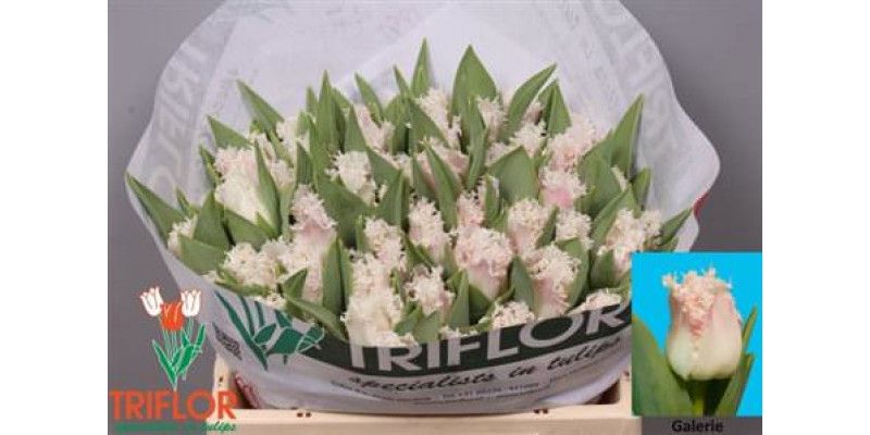 Tulips Freesias Galerie 33cm A1 Col-White