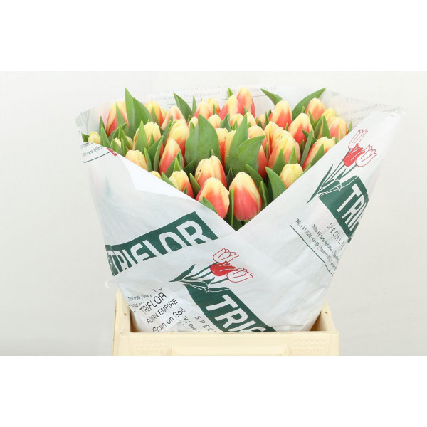 Tulips En Roman Empire 42 A1Bicolor