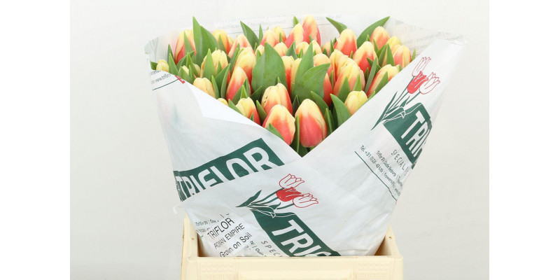 Tulips En Roman Empire 42 A1Bicolor