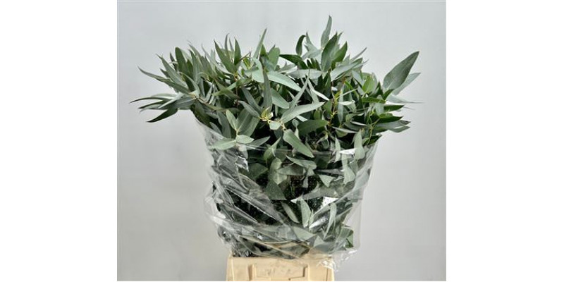 Eucalyptus Gloria Maria 300gr 65cm A1