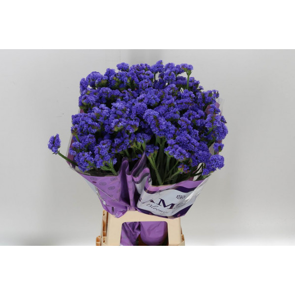 Limonium S Lil Sun Birds 80 A1Blue