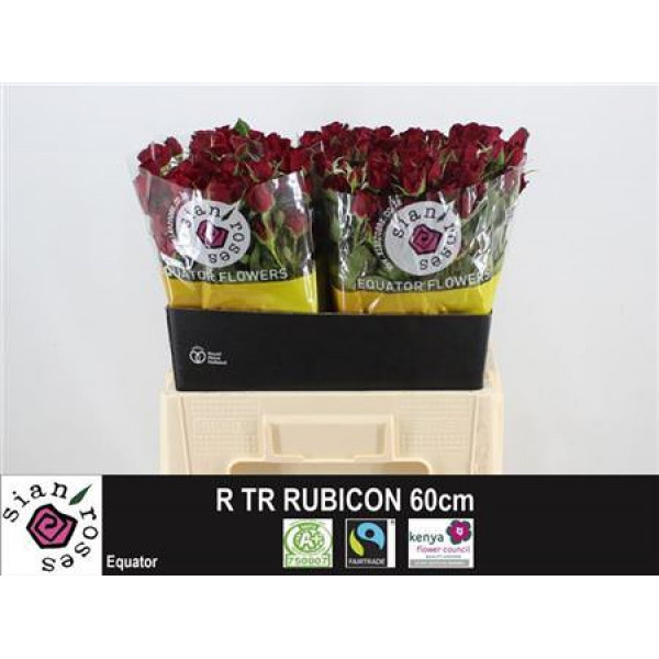 Rose Tr Rubicon 60cm A1 Col-Dark Red