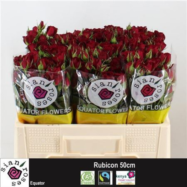 Rose Tr Rubicon 50cm  Col-Dark Red