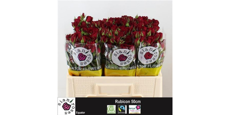 Rose Tr Rubicon 50cm  Col-Dark Red