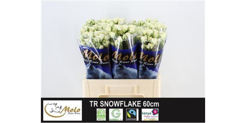 Rose Tr Snow Flake Imp 60cm A1 Col-White