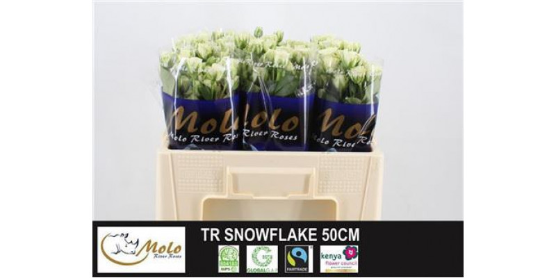 Rose Tr Snow Flake Imp 50cm A1 Col-White