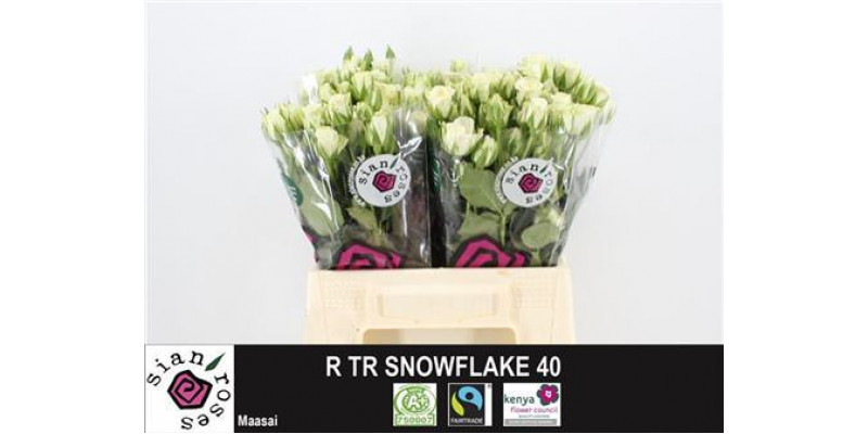 Rose Tr Snow Flake Imp 40cm A1 Col-White