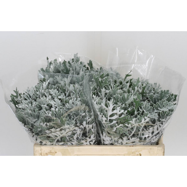 Senecio Cineraria 50cm A1 Col-Gray