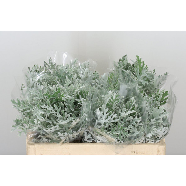 Senecio Cineraria 45cm A1 Col-Gray