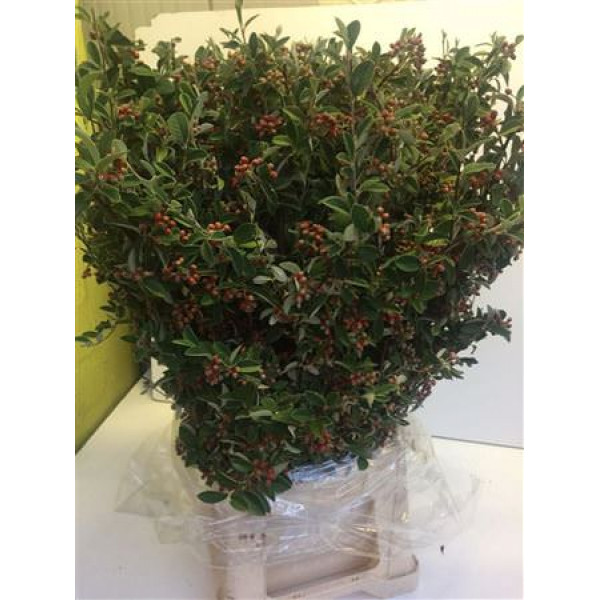 Cotoneaster Sp Bs 120cm 