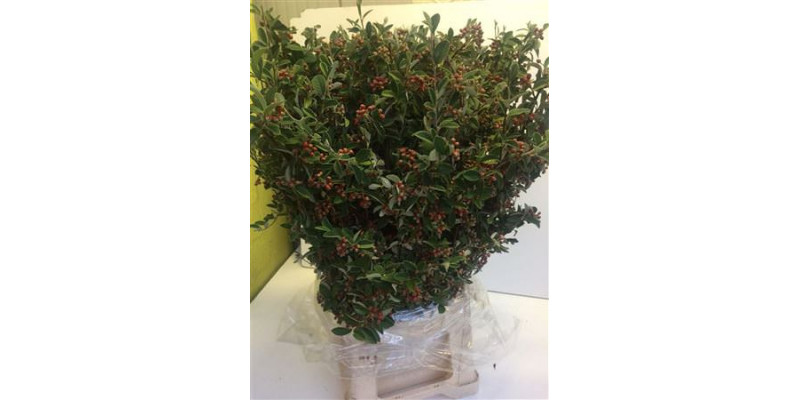 Cotoneaster Sp Bs 120cm 