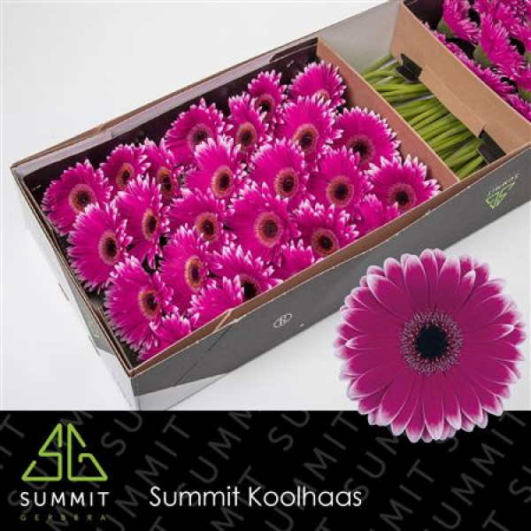 Gerbera Nuance Doos 45cm A1