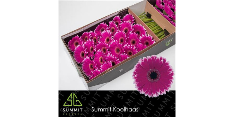 Gerbera Nuance Doos 45cm A1