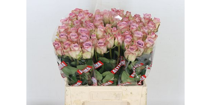 Rose Gr Memory Lane! 60cm A1 Col-Milka