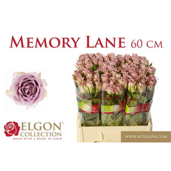 Rose Gr Memory Lane! 60 cm A1