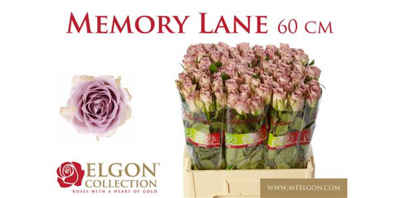 Rose Gr Memory Lane! 60 cm A1
