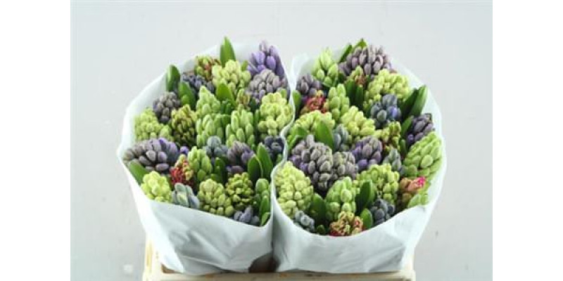 Hyacynthus Gem 5 Kleuren 30cm 0