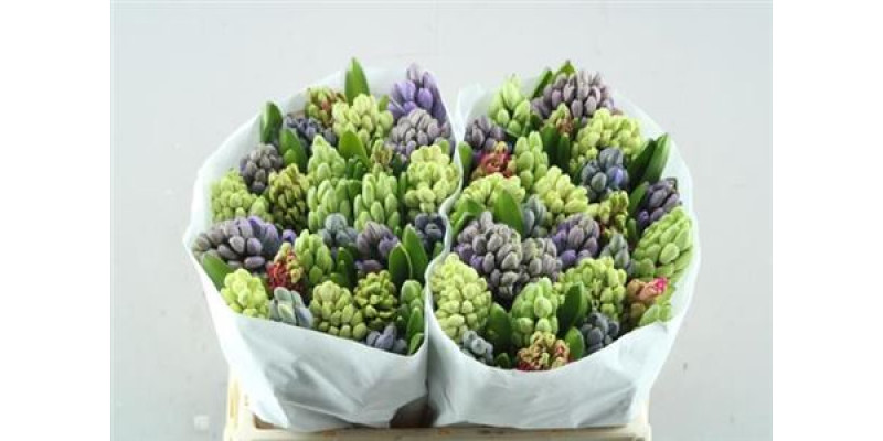 Hyacynthus Gem 5 Kleuren 30 cm 