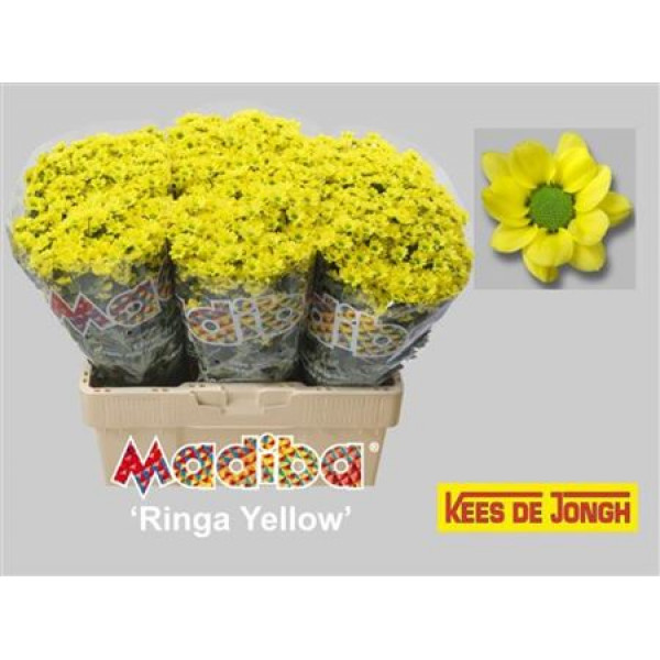 Chrysanthemums San Mad Ringa Ye 55cm A1 Col-Yellow