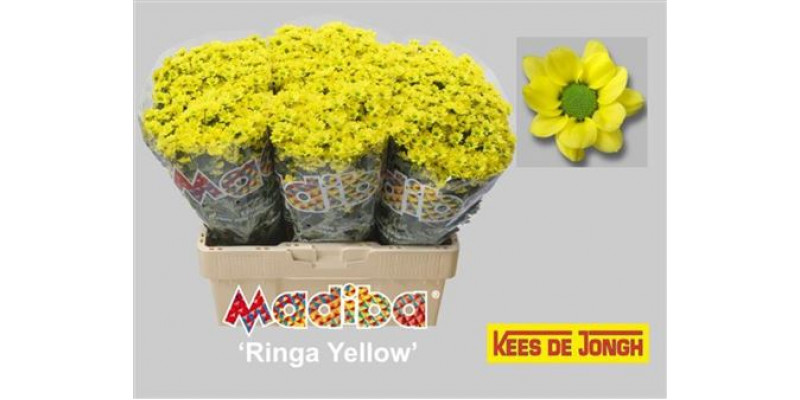 Chrysanthemums San Mad Ringa Ye 55cm A1 Col-Yellow