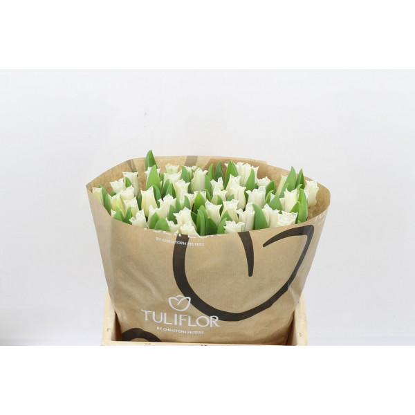 Tulips Co White Libersta 38cm A1 Col-White