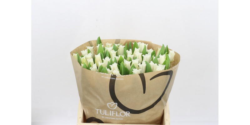 Tulips Co White Libersta 38cm A1 Col-White