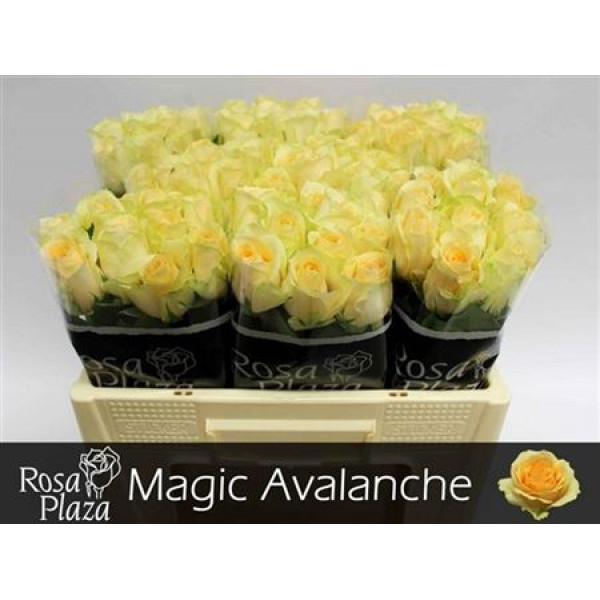 Rose Gr Magic Avalanche 50cm A1