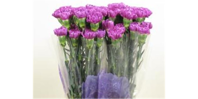 Dianthus St Moonlite 70cm A1 Col-Lavender