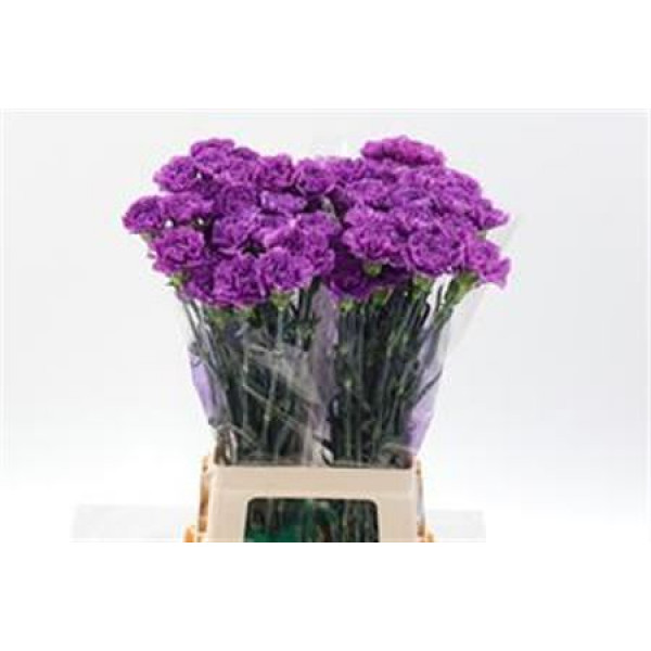 Dianthus St Milka Moonlite 70cm  Col-Milka