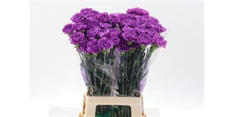 Dianthus St Milka Moonlite 70cm  Col-Milka