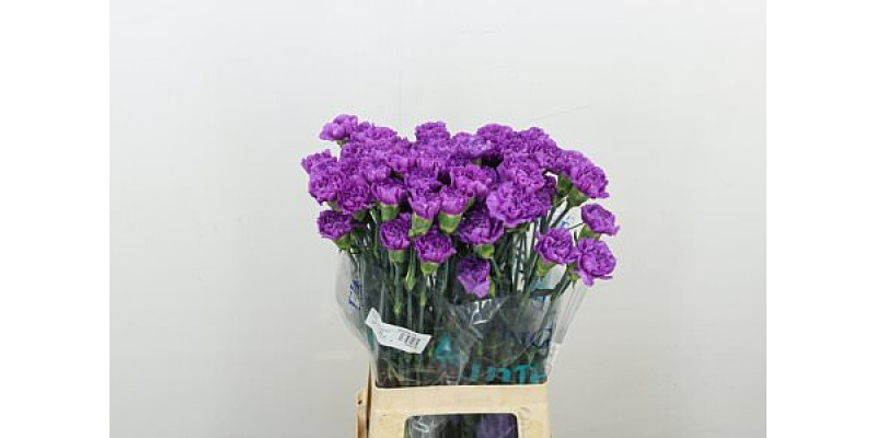 Dianthus St Milka Moonlite 70cm A1