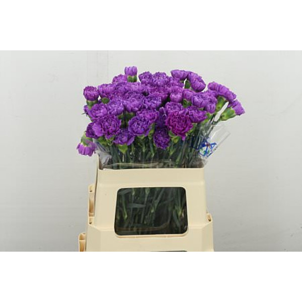 Dianthus .st Moonlite 55 50 cm 