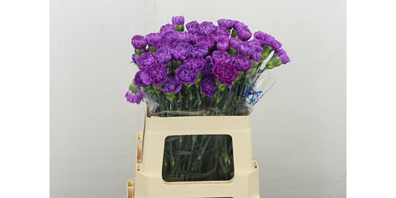 Dianthus .st Moonlite 55 50 cm 