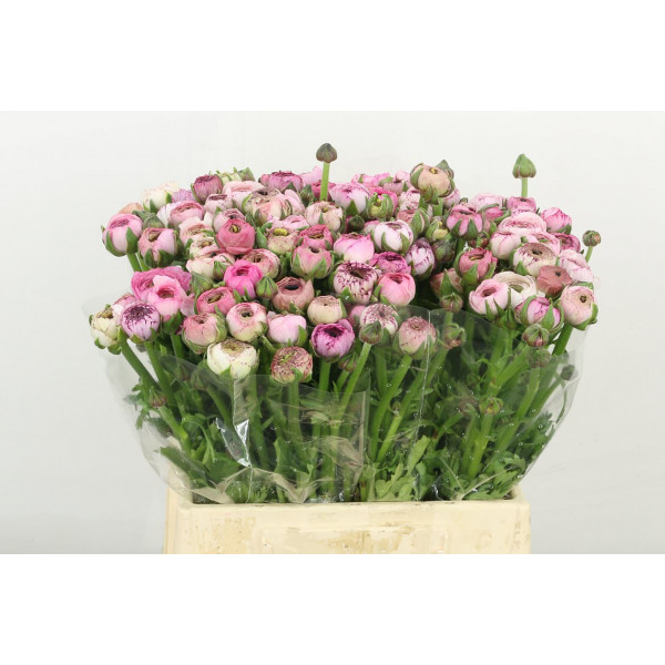 Ranunculus El Cappuccin 42cm A1 Col-Bicolor