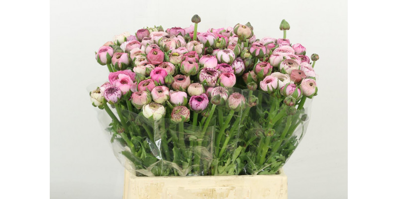 Ranunculus El Cappuccin 42cm A1 Col-Bicolor